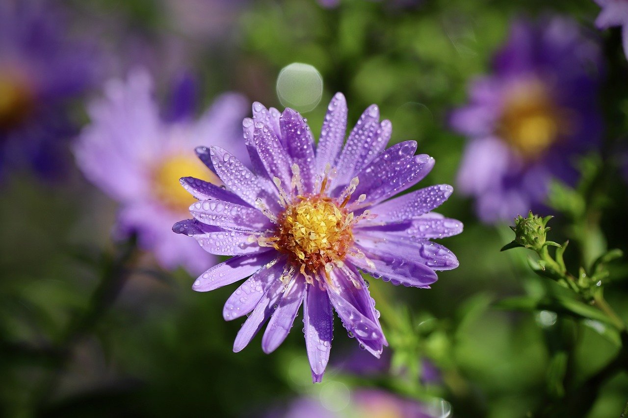 new belgian aster, flower, plant